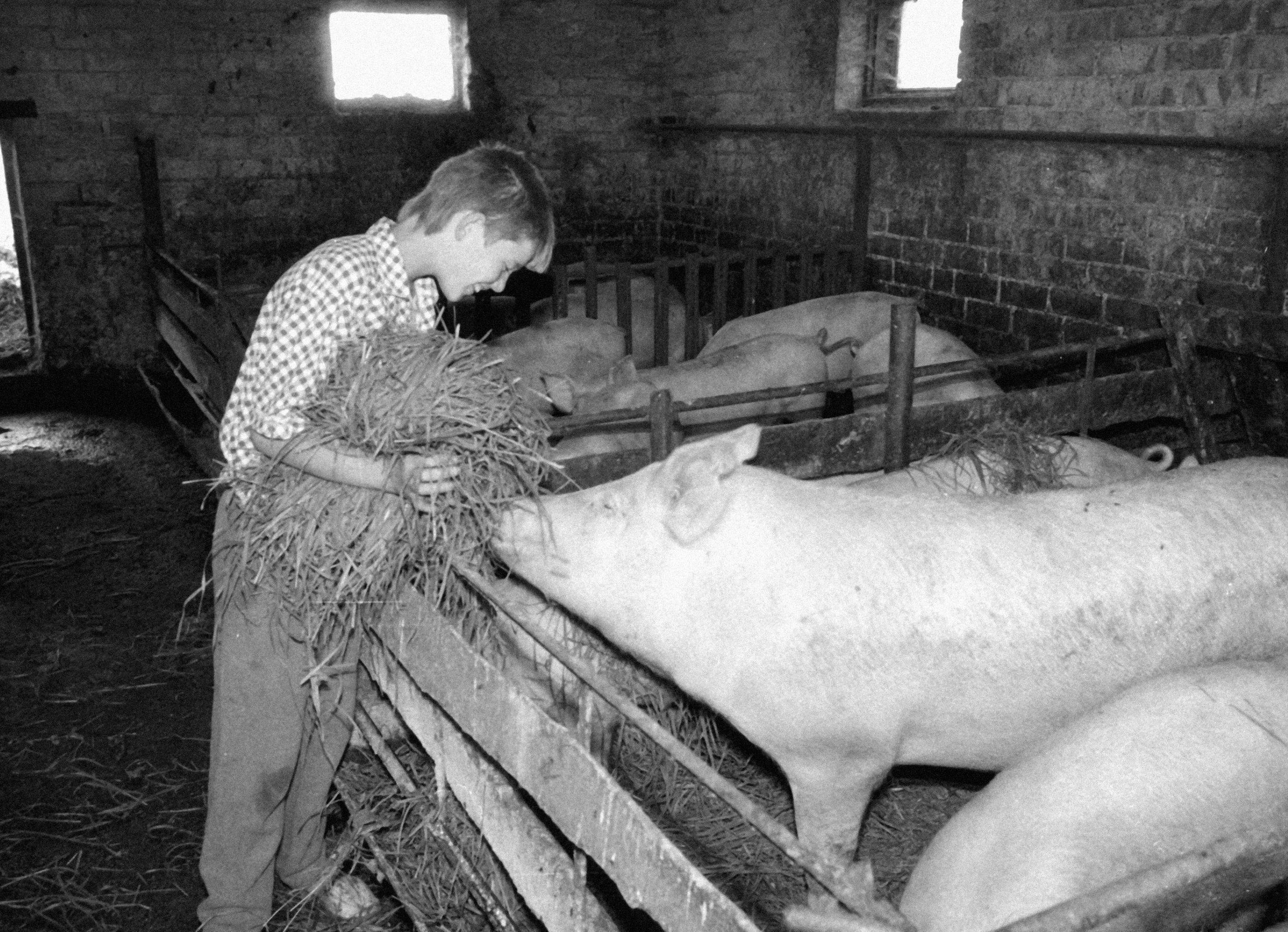 Сын крестьянина Кашкявичуса кормит свиней на семейной ферме. Литва, 1989.